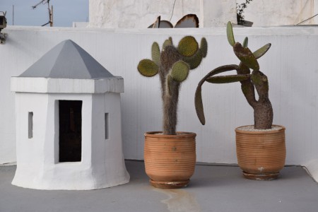 Cactus sur la terrasse du riad Azahra à Rabat